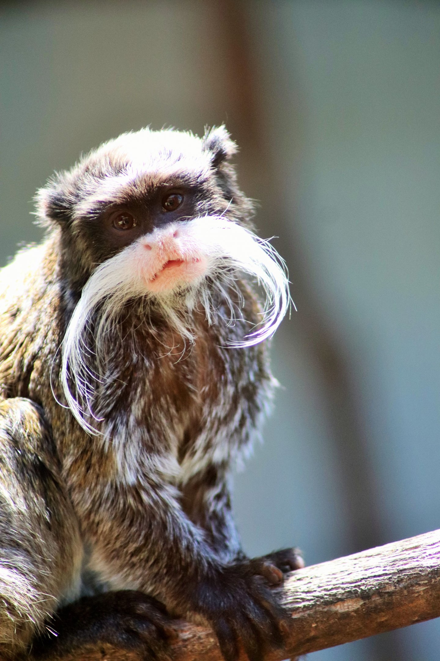 Emperor Tamarin (Saguinus imperator)
