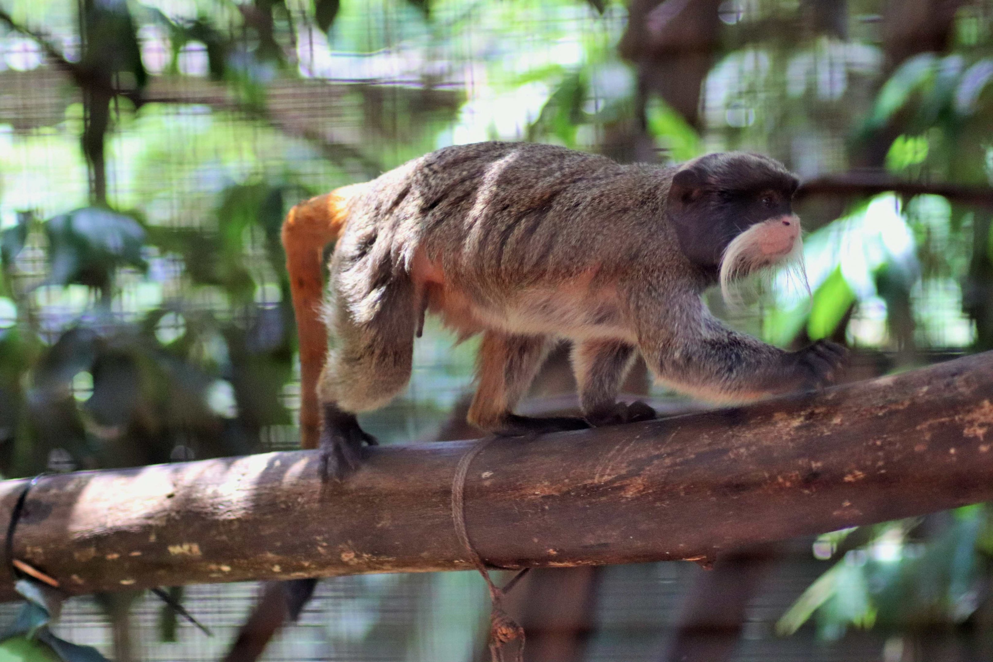 Emperor Tamarin (Saguinus imperator)