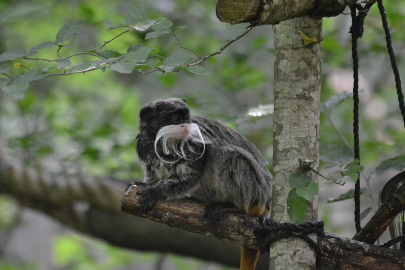 Emperor tamarin - Saguinus imperator