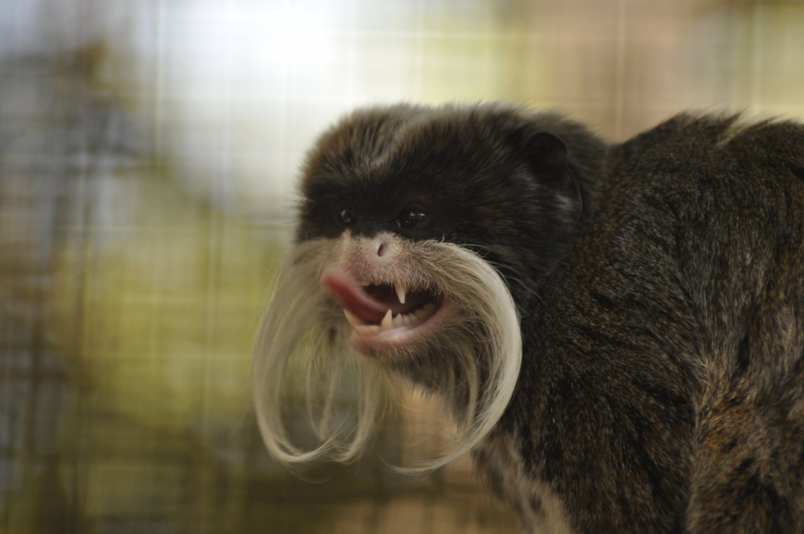 Emperor tamarin (Saguinus imperator)