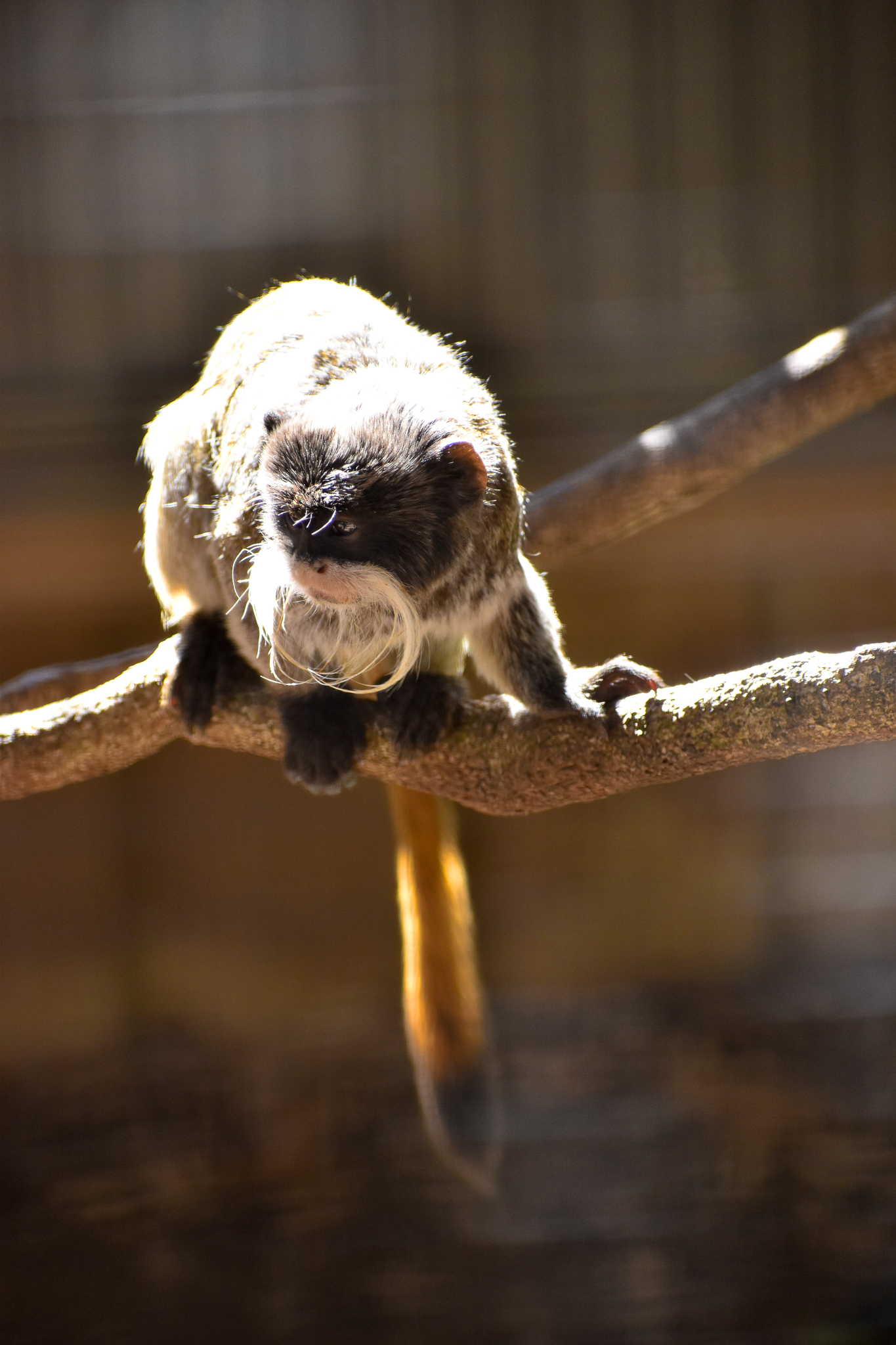 Emperor Tamarin (Saguinus imperator)