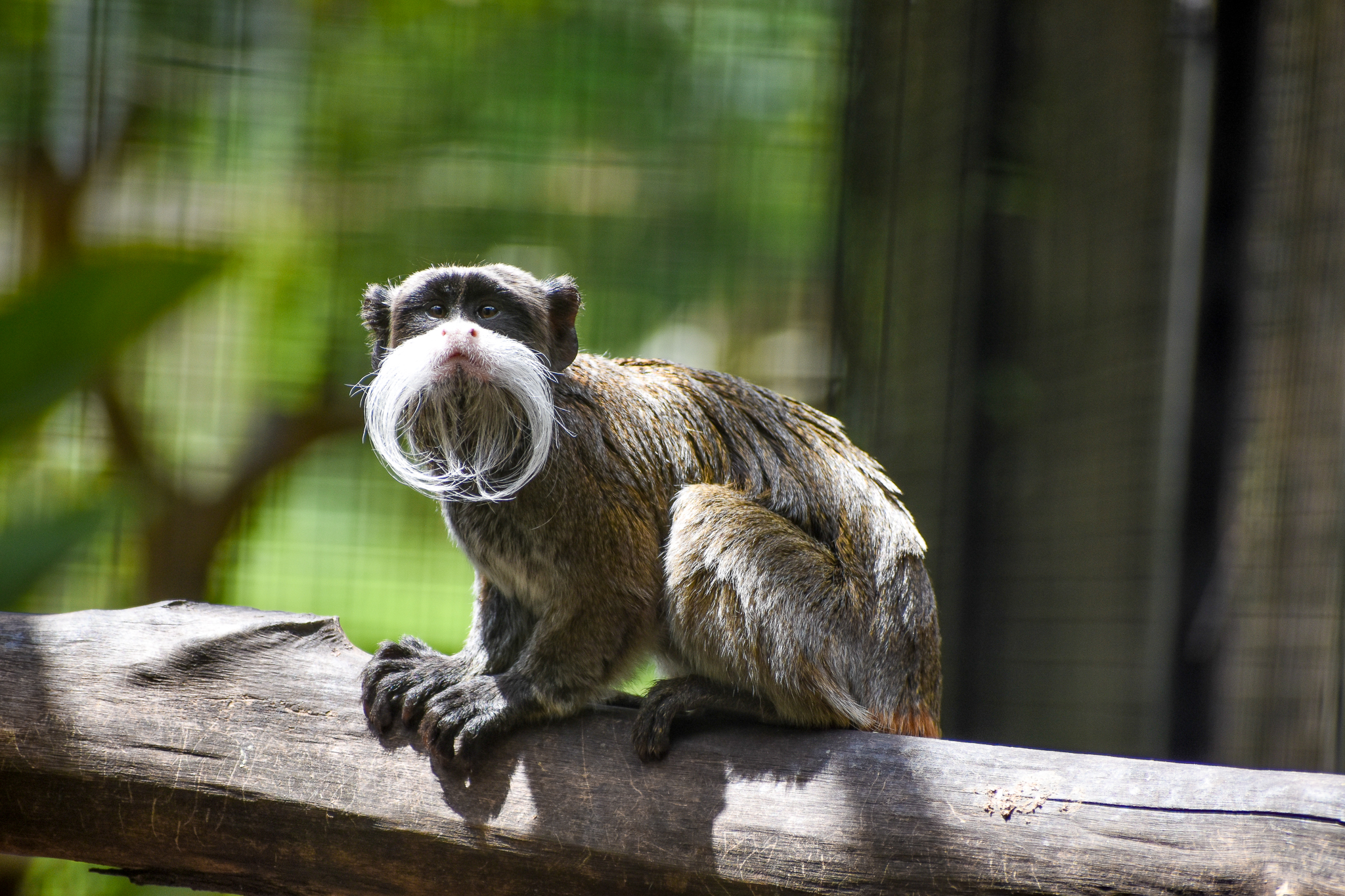 Emperor Tamarin (Saguinus imperator)