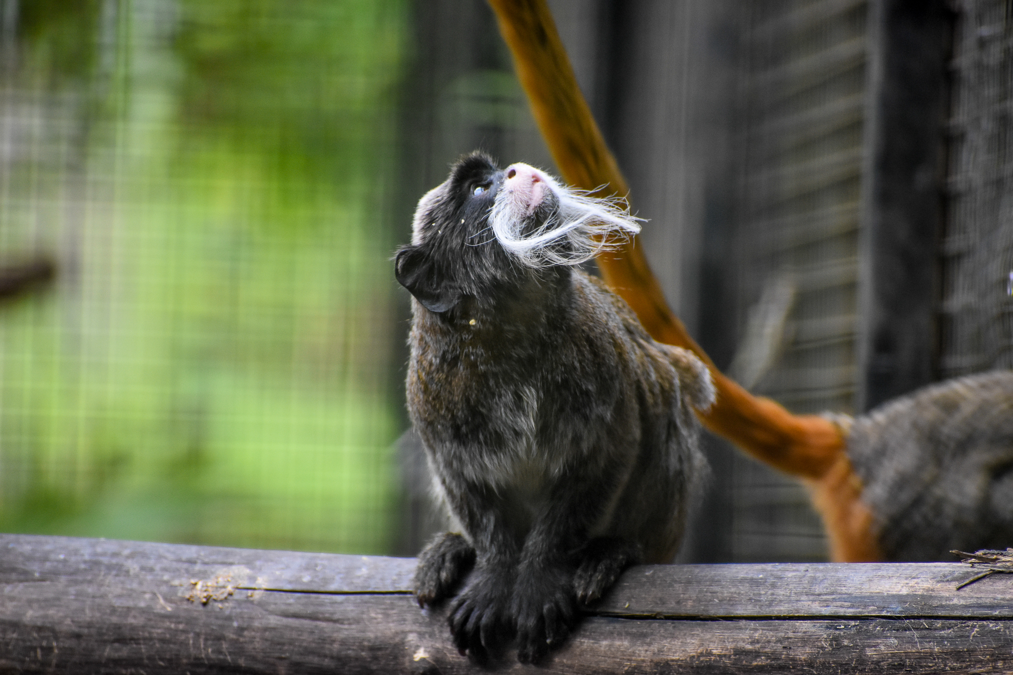 Emperor Tamarin (Saguinus imperator)