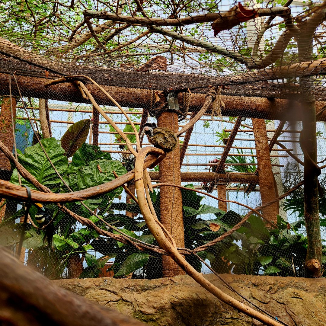 Emperor Tamarin (Saguinus imperator)