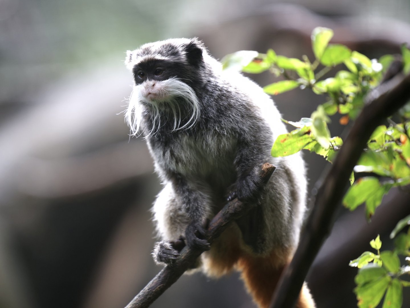 Emperor Tamarin (Saguinus imperator)