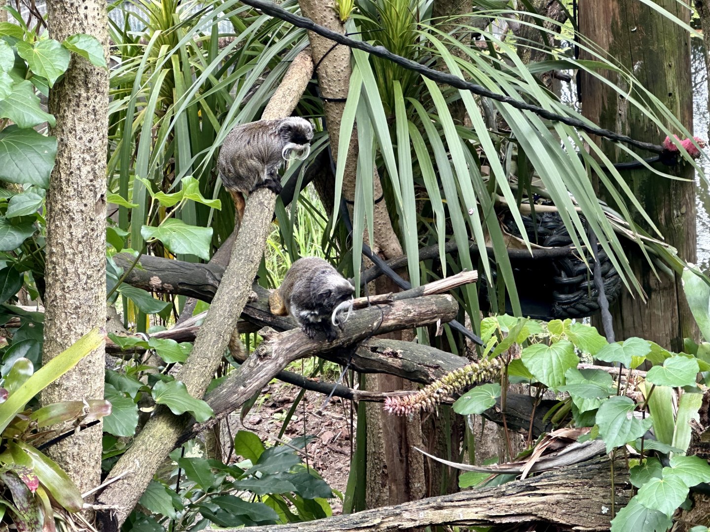 Emperor tamarin (Saguinus imperator)