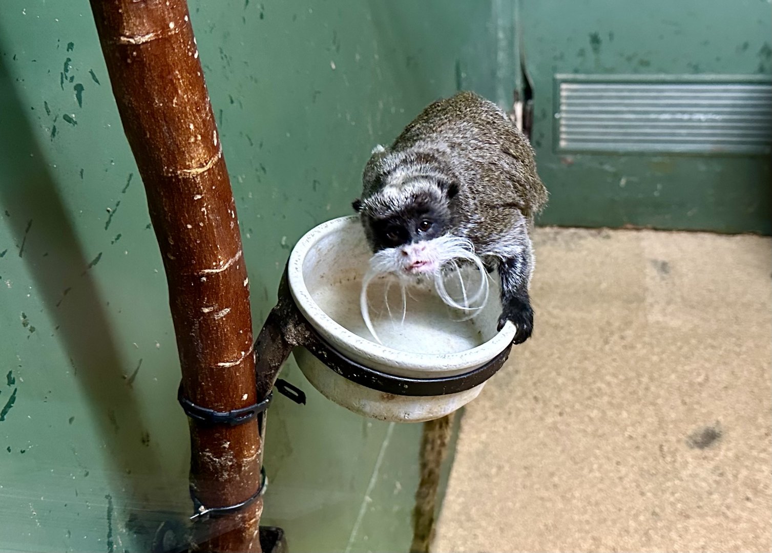 Emperor tamarin (Saguinus imperator)