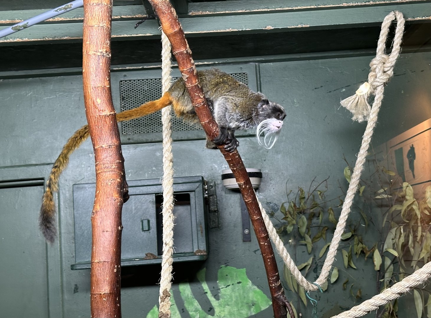 Emperor tamarin (Saguinus imperator)