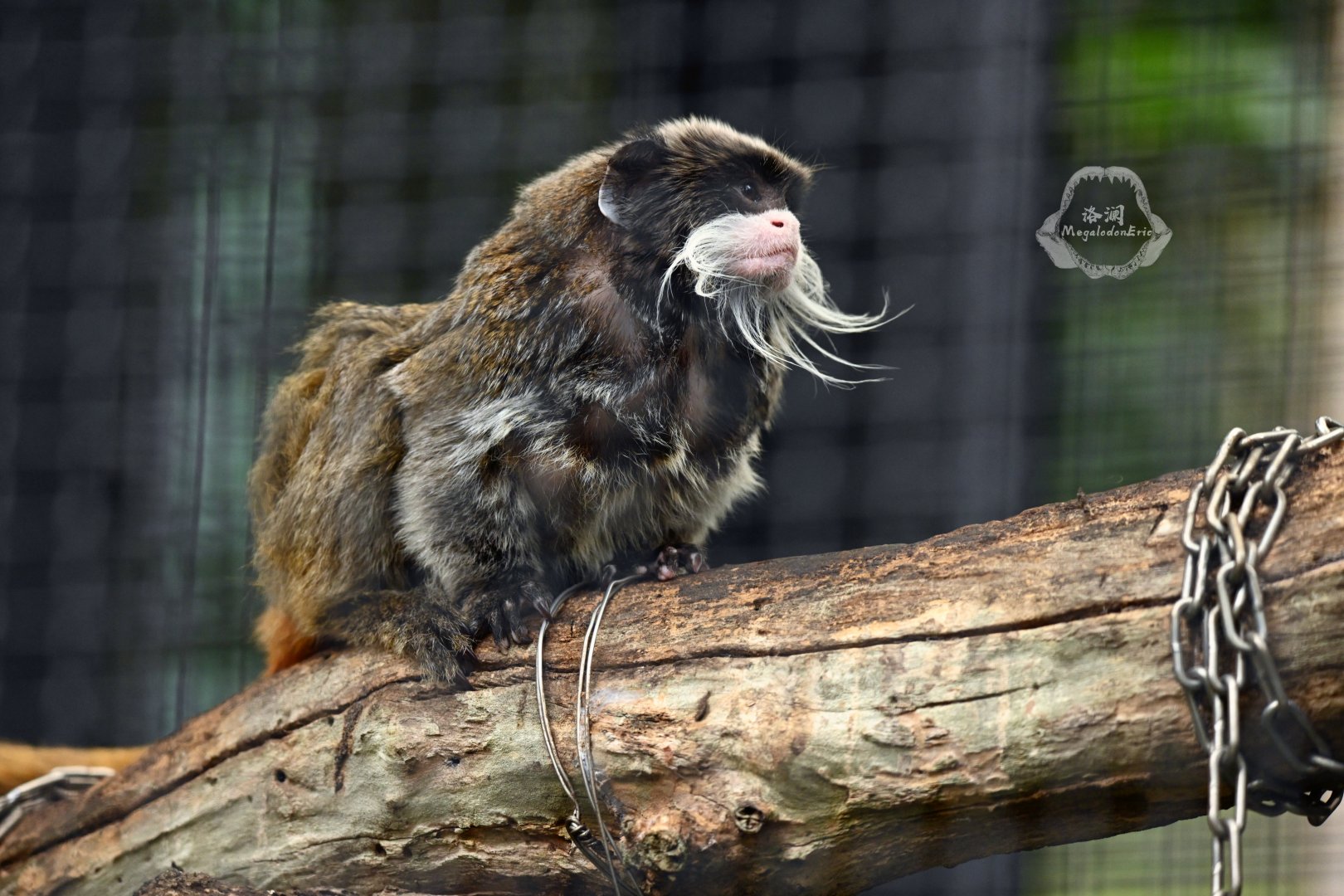 Emperor tamarin (Saguinus imperator)
