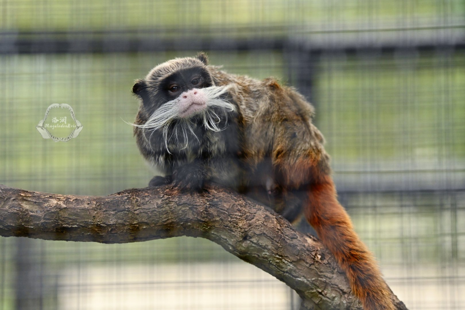 Emperor tamarin (Saguinus imperator)