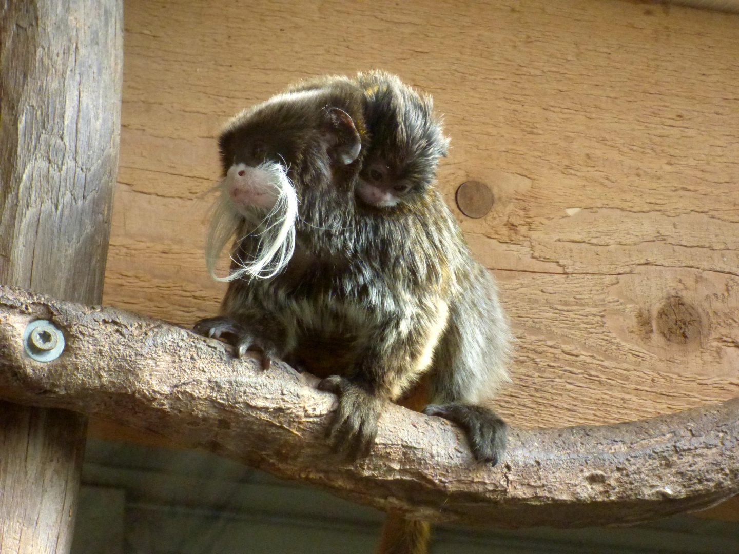 Emperor tamarin (Saguinus imperator)