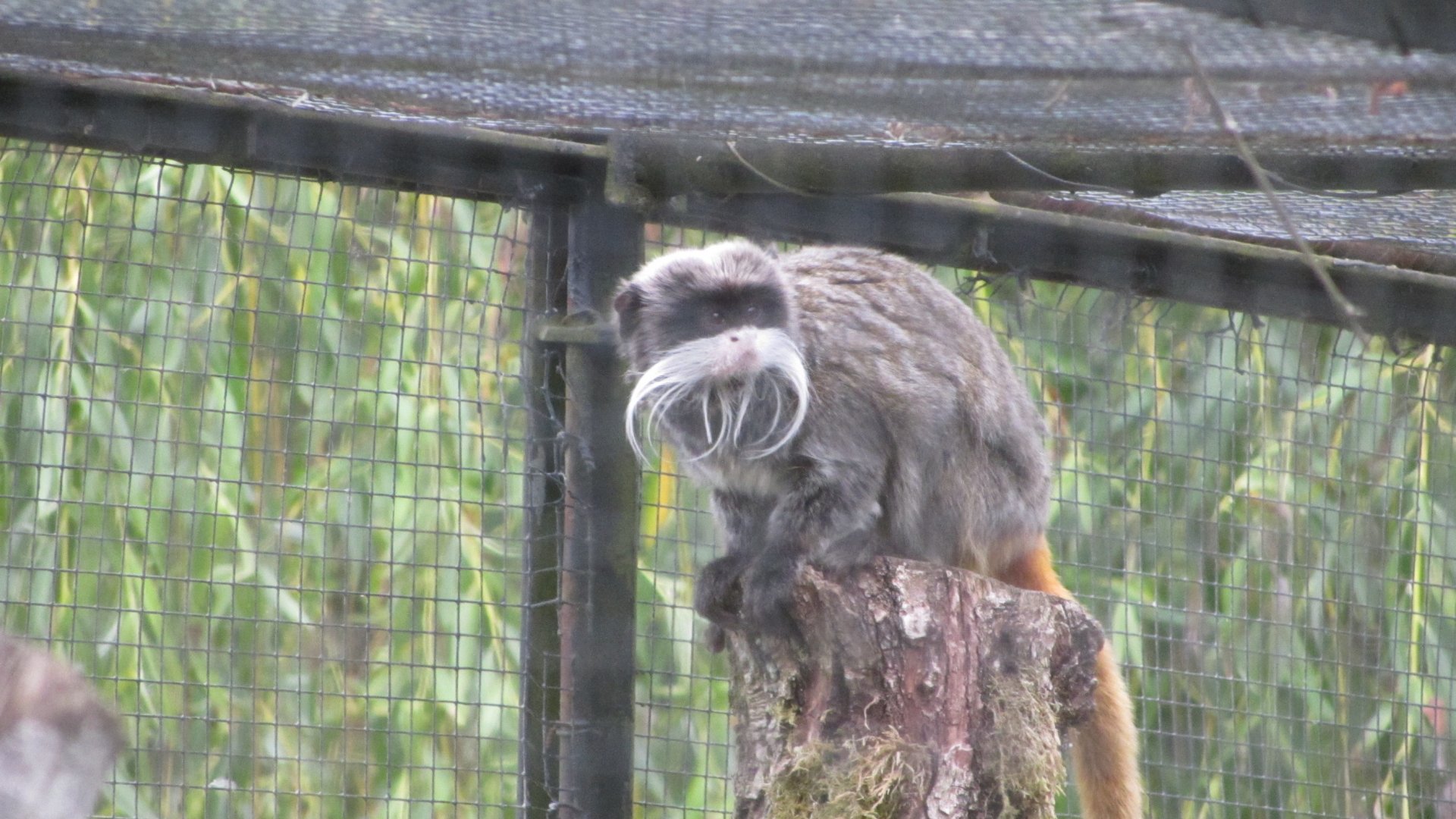 Emperor tamarin (Saguinus imperator)