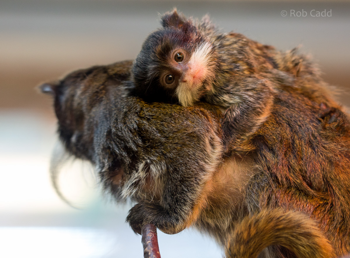 Emperor tamarin : Twycross : 06 Sep 2015