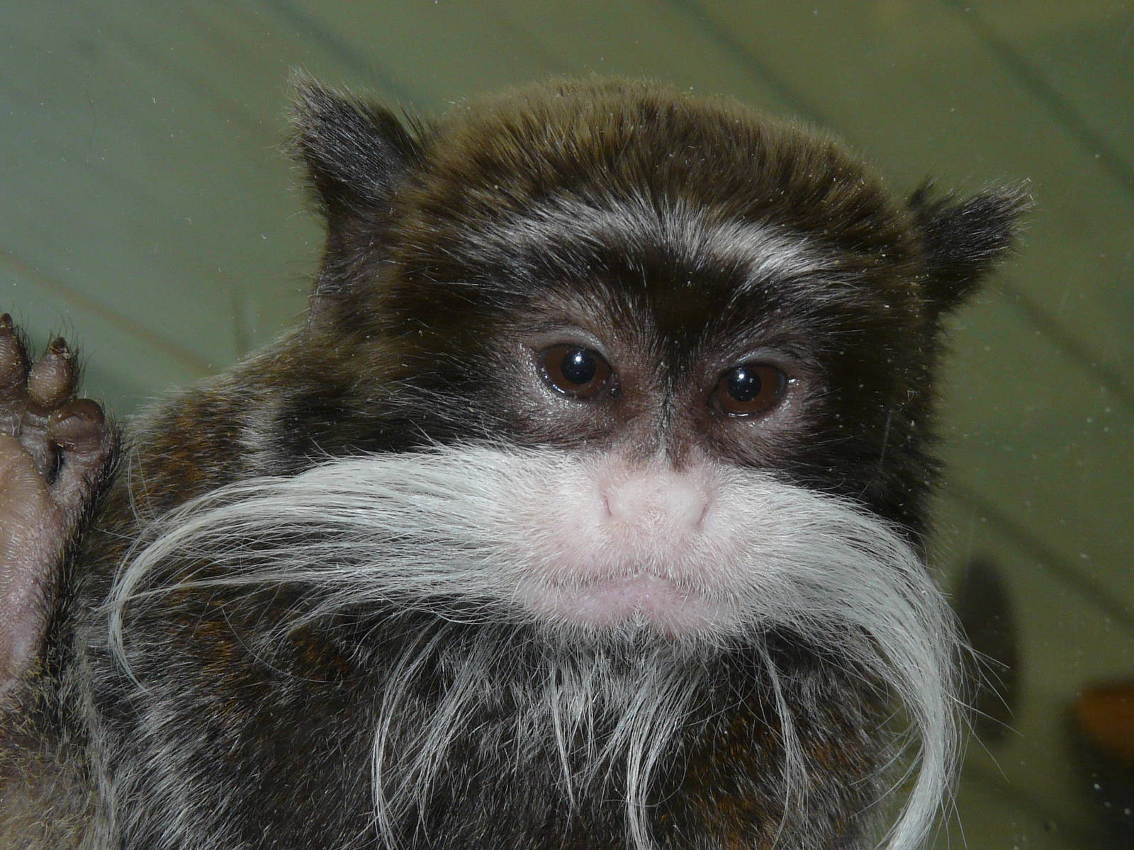 Emperor Tamarin: Twycross Zoo