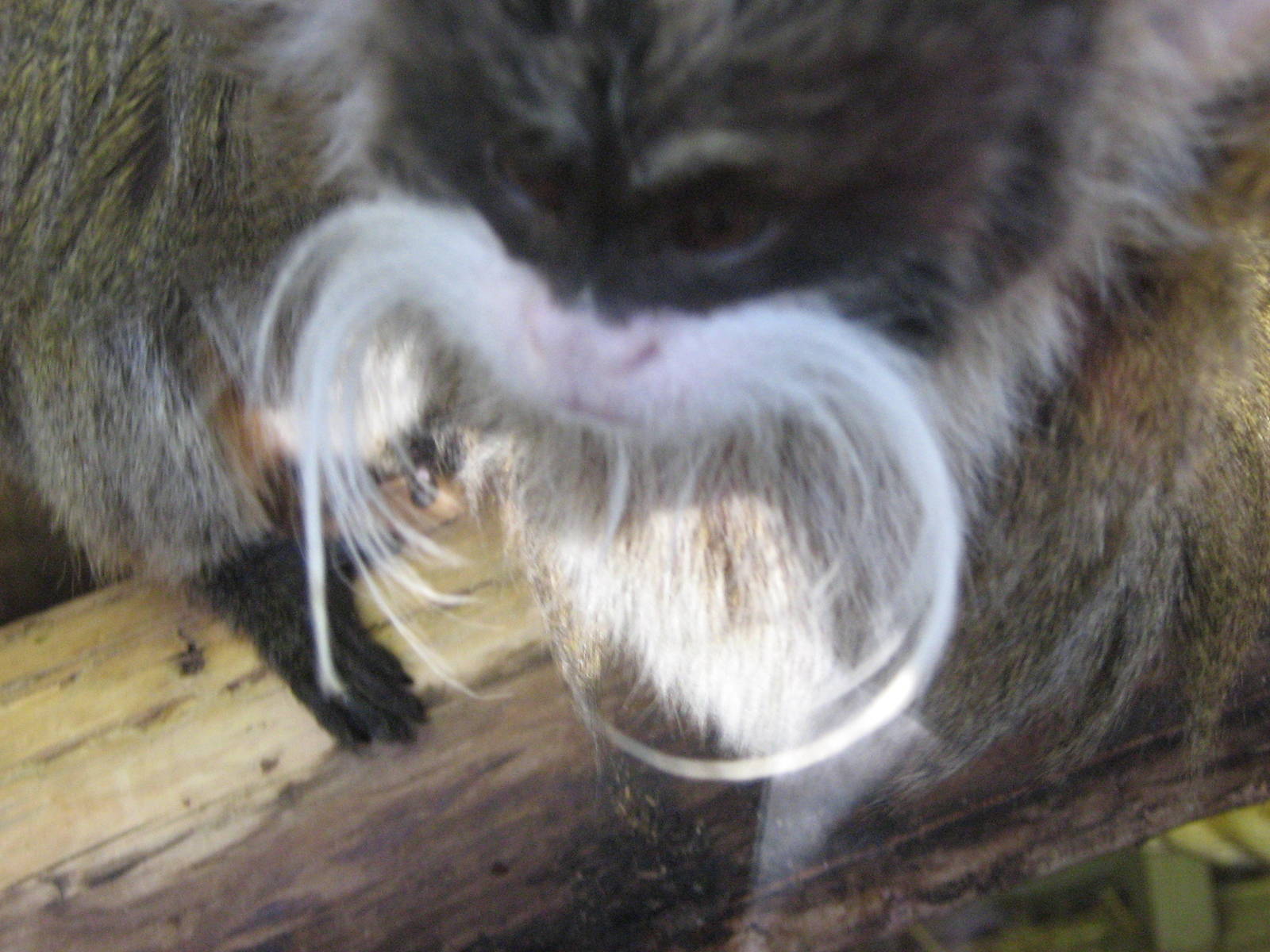Emperor Tamarin Up Close.