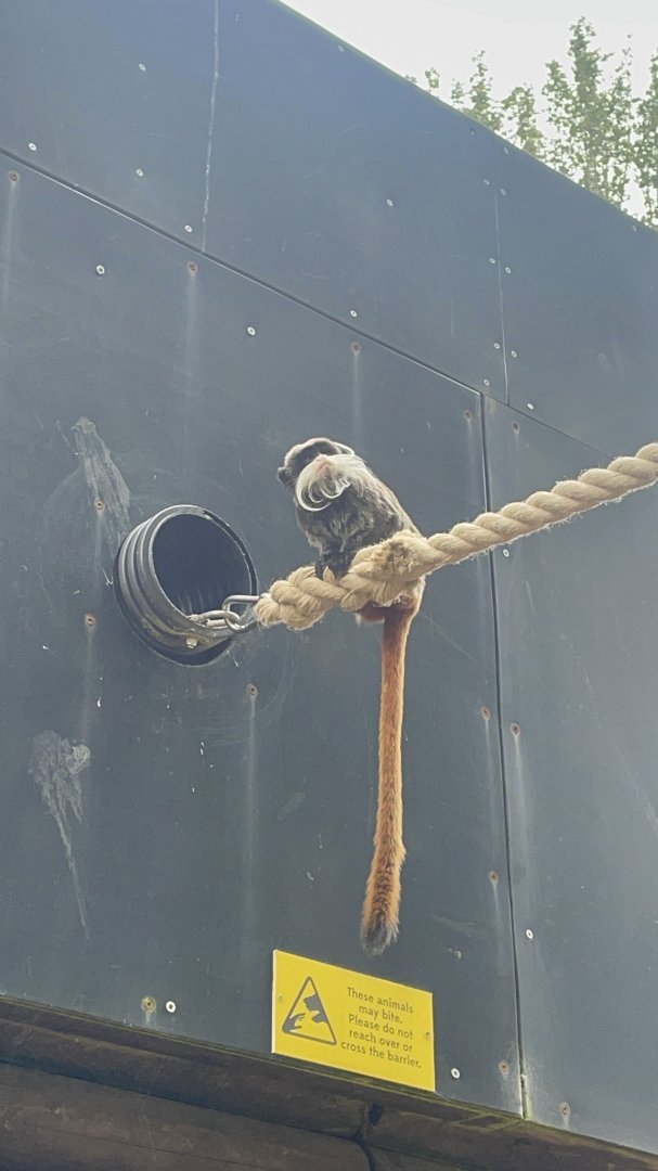 Emperor Tamarin Venturing Outside