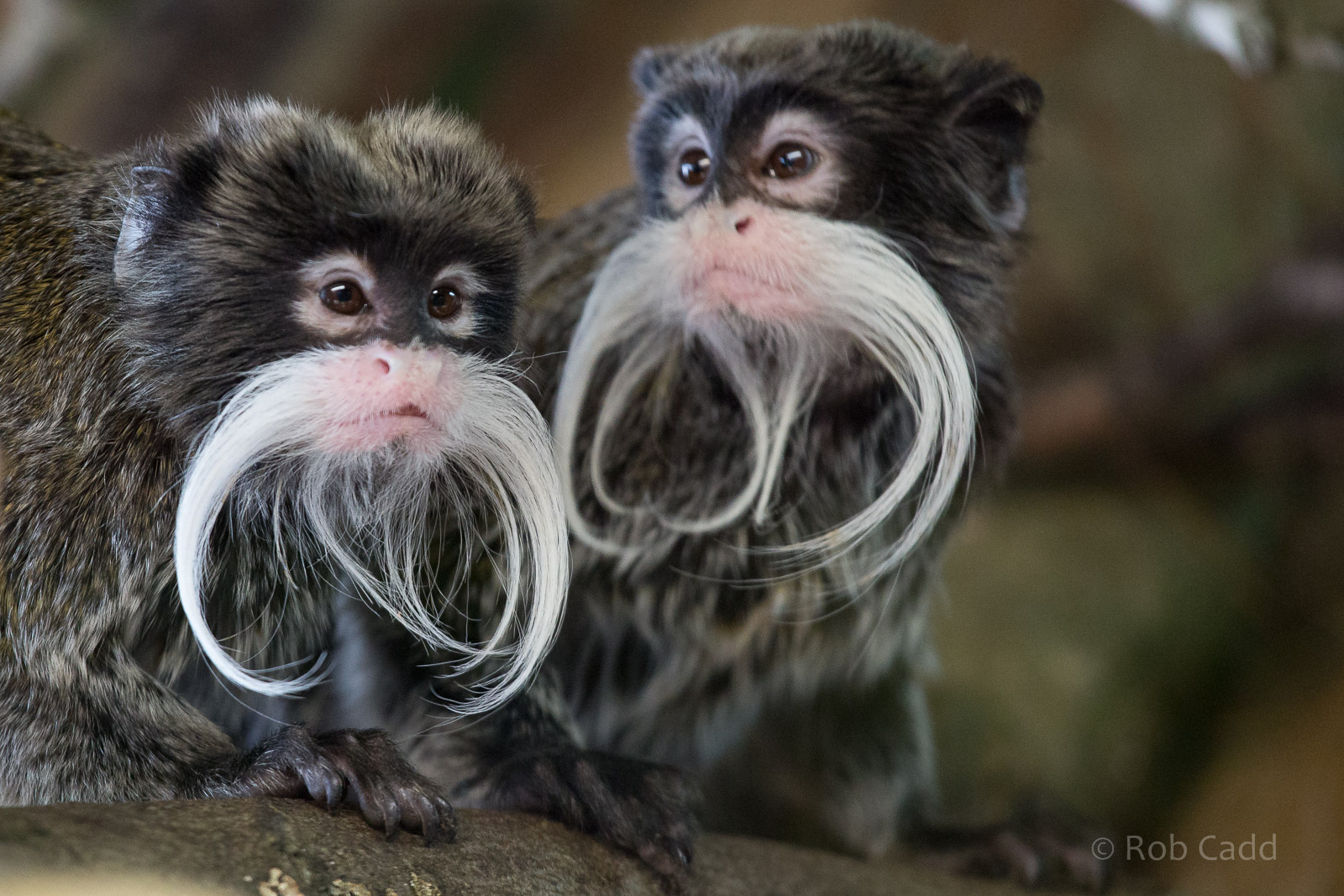 Emperor tamarin : Whipsnade : 01 Mar 2015