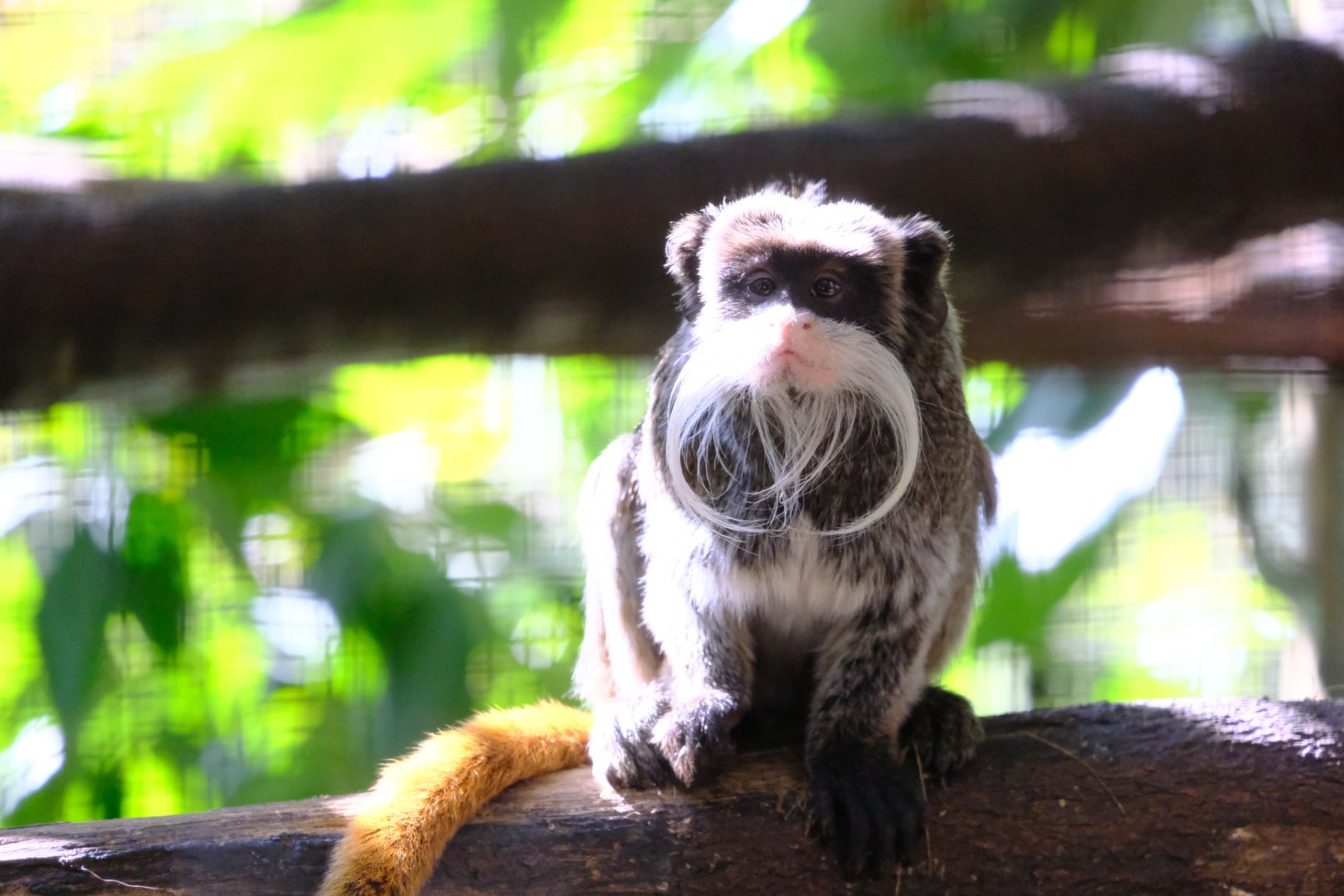 Emperor Tamarin - Wildlife HQ
