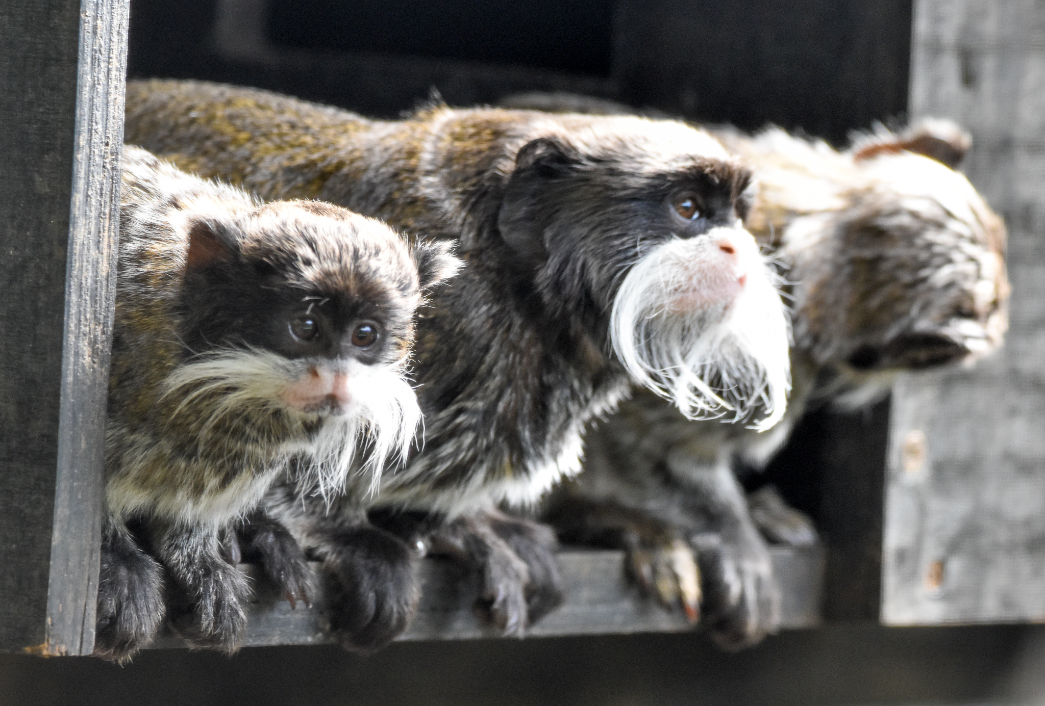 Emperor Tamarin with infant