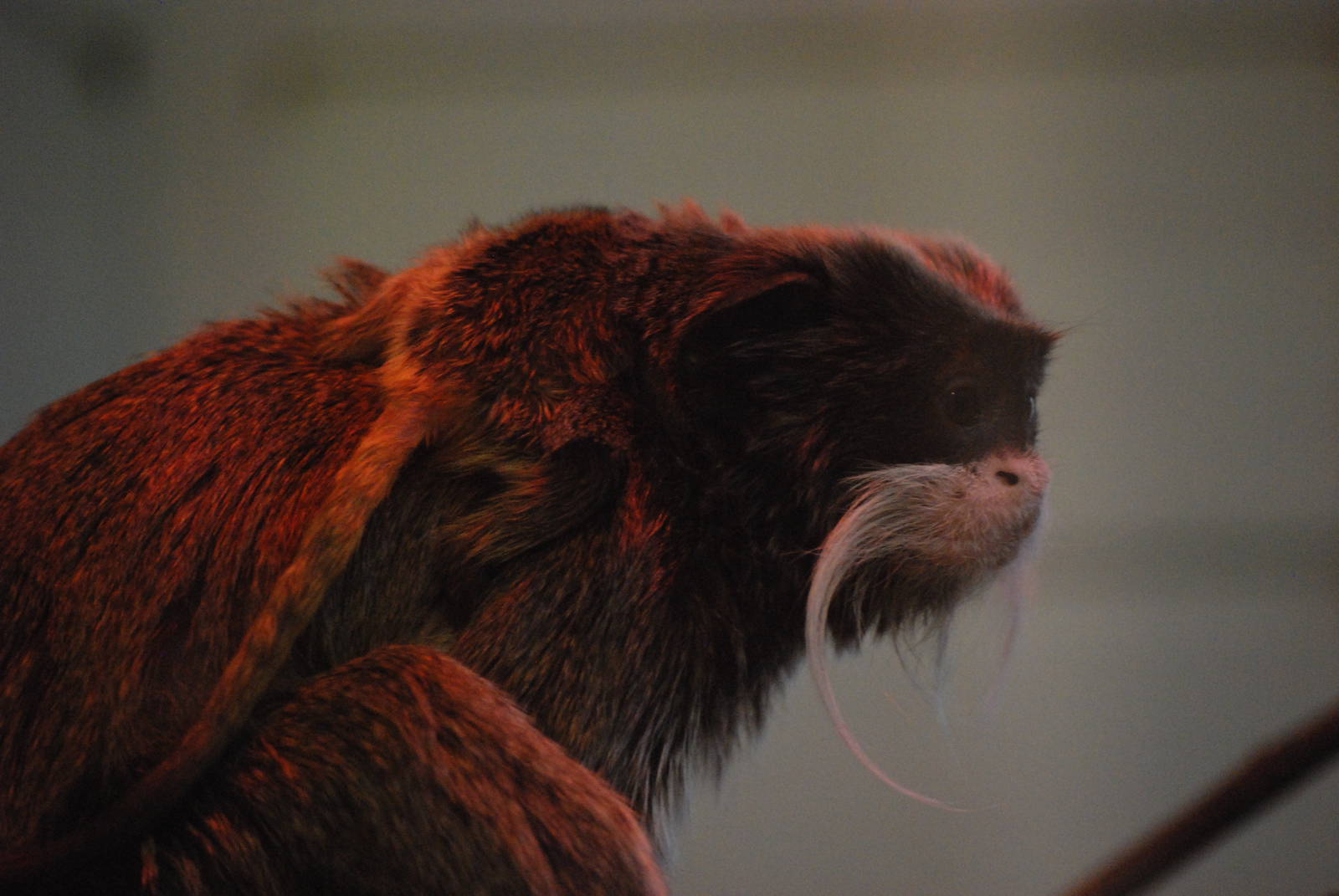 Emperor Tamarin with Young at Twycross, 18/06/11