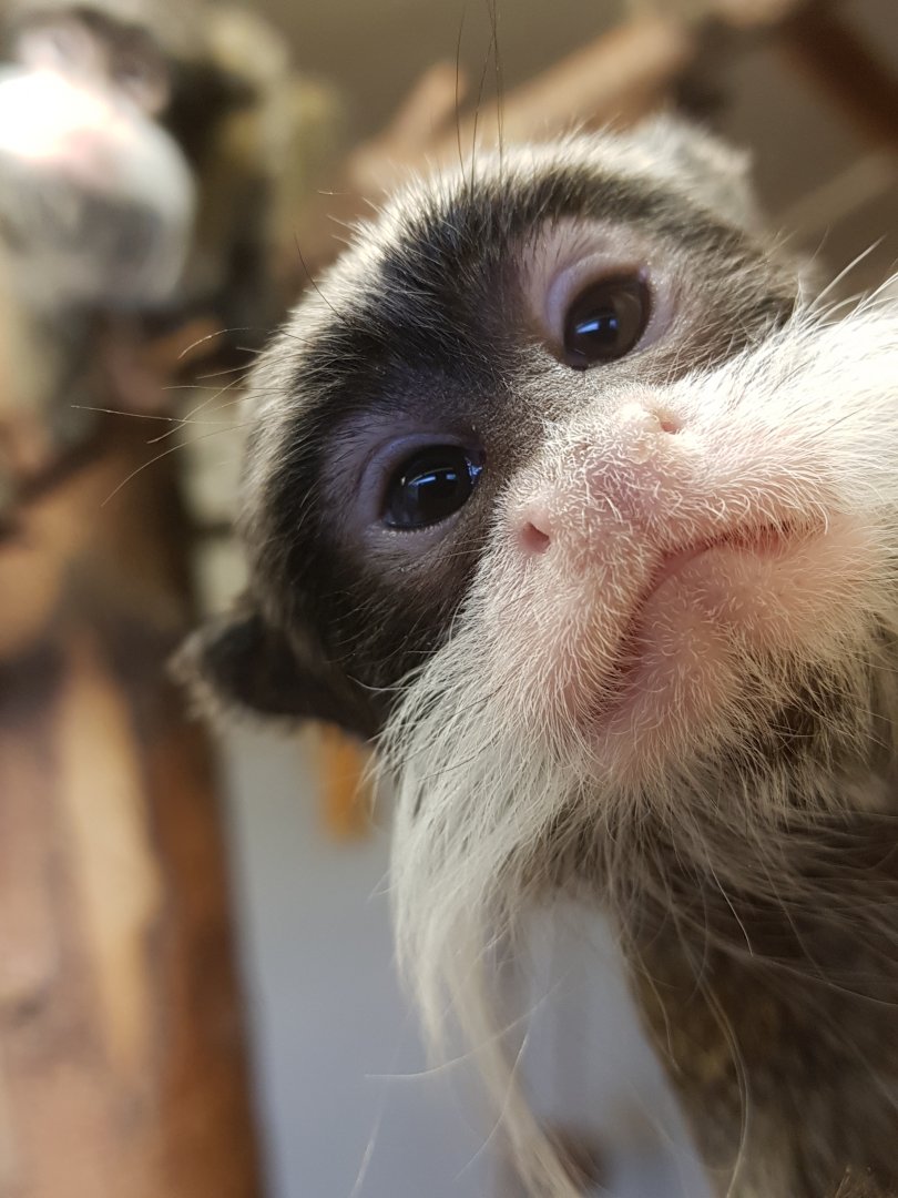 Emperor tamarin young