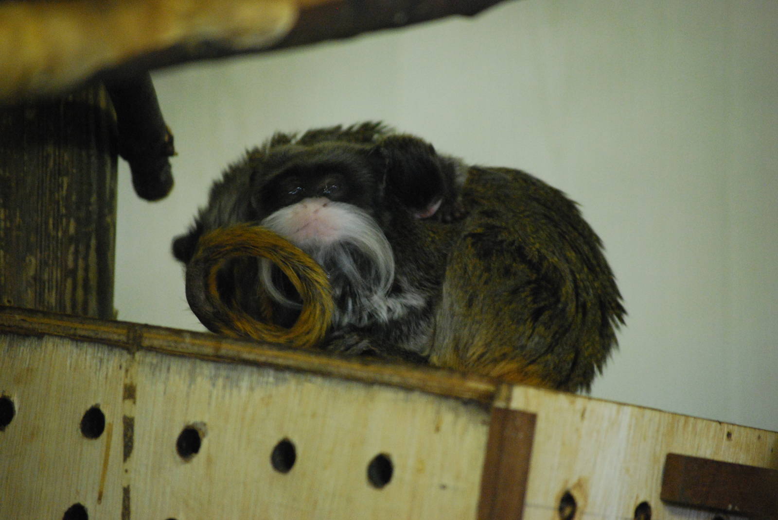 emperor tamarin & young
