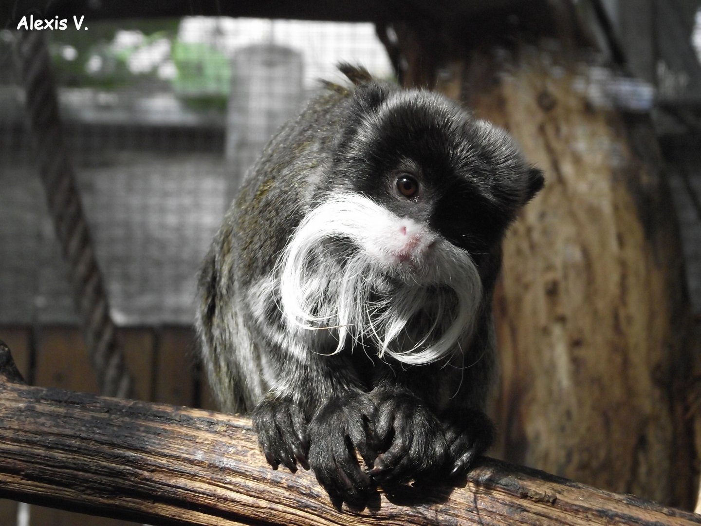 Emperor Tamarin - Zooparc de Beauval - 02/2013