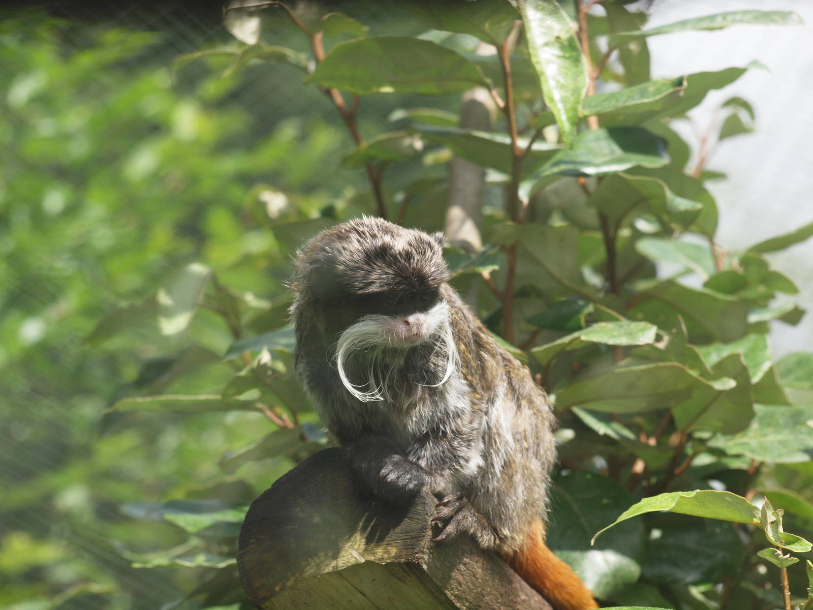 emperor tamarin