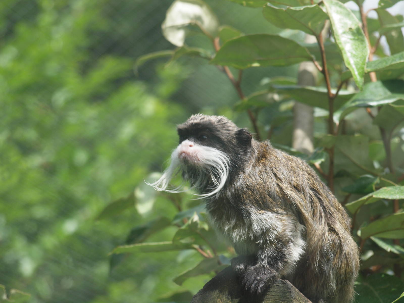 emperor tamarin