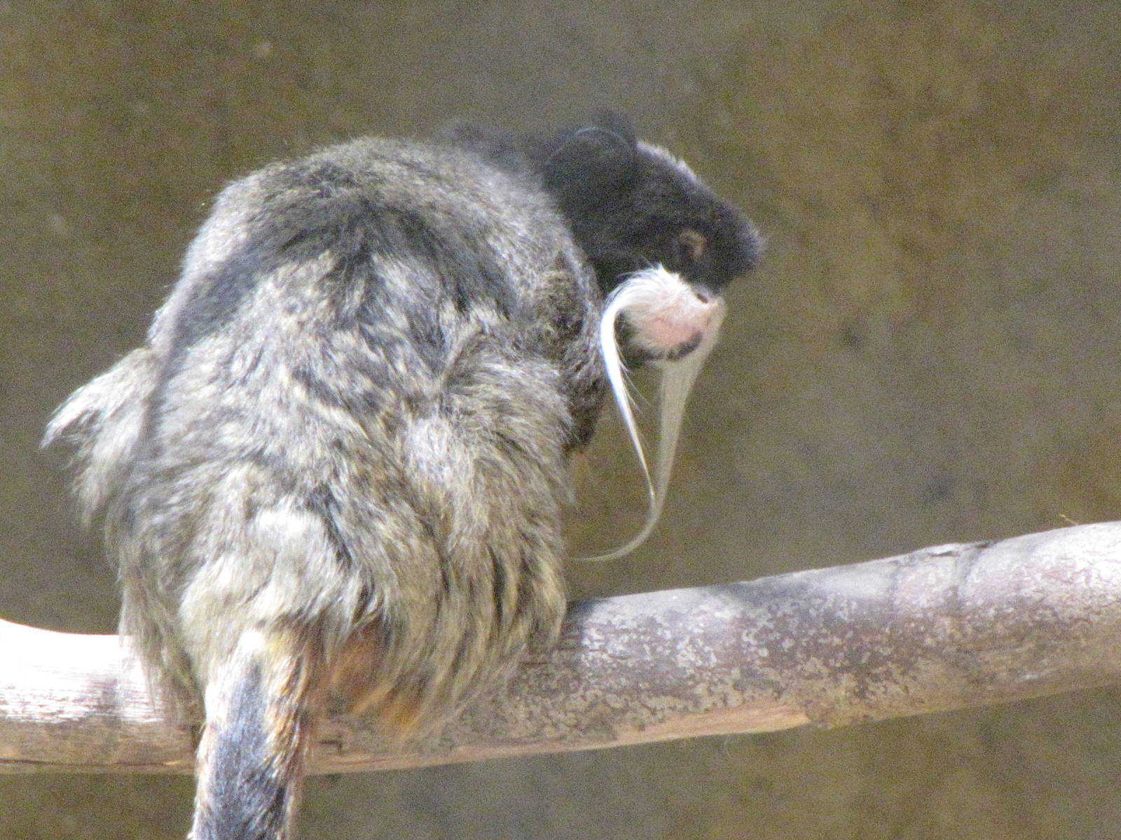 Emperor Tamarin