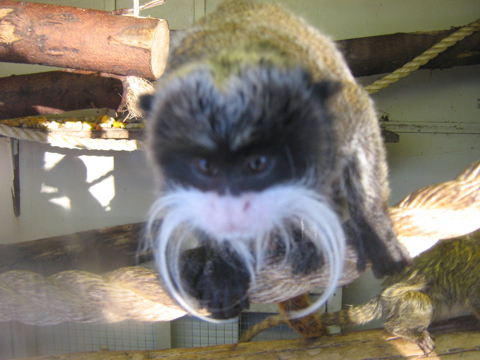 Emperor Tamarin.