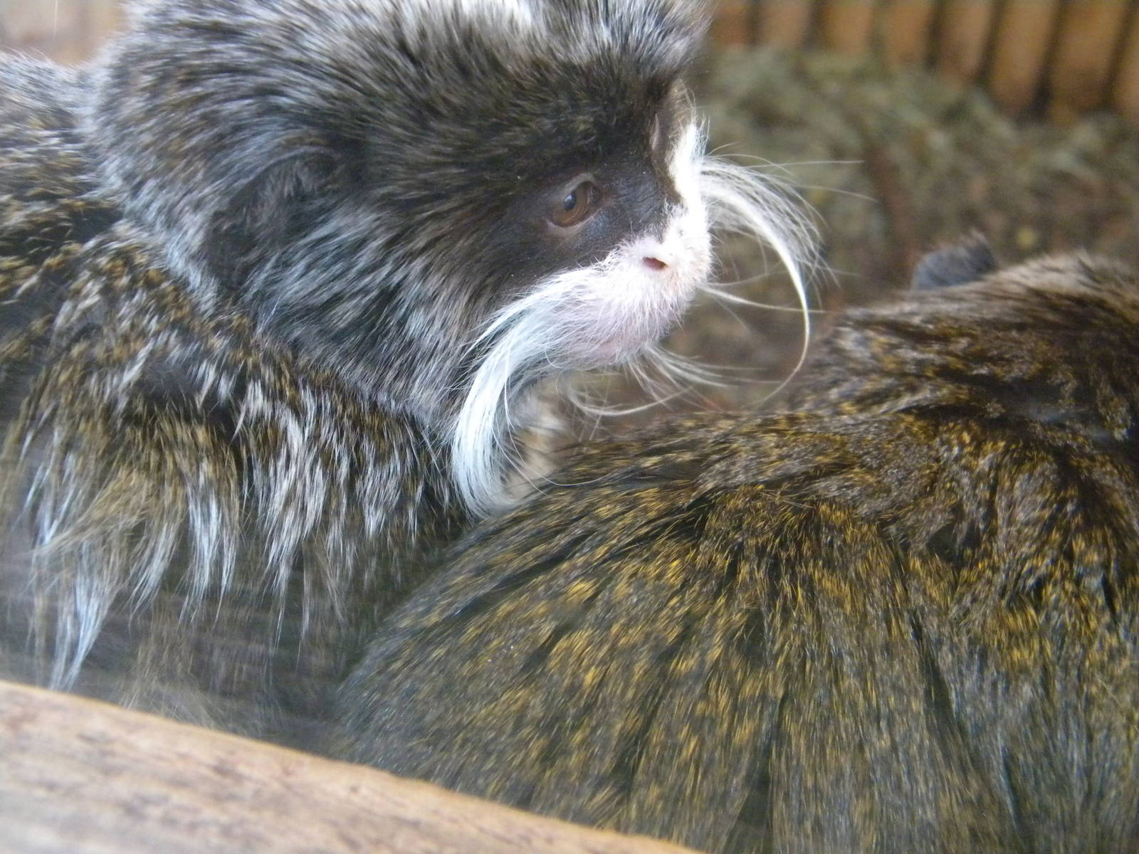 Emperor Tamarin.