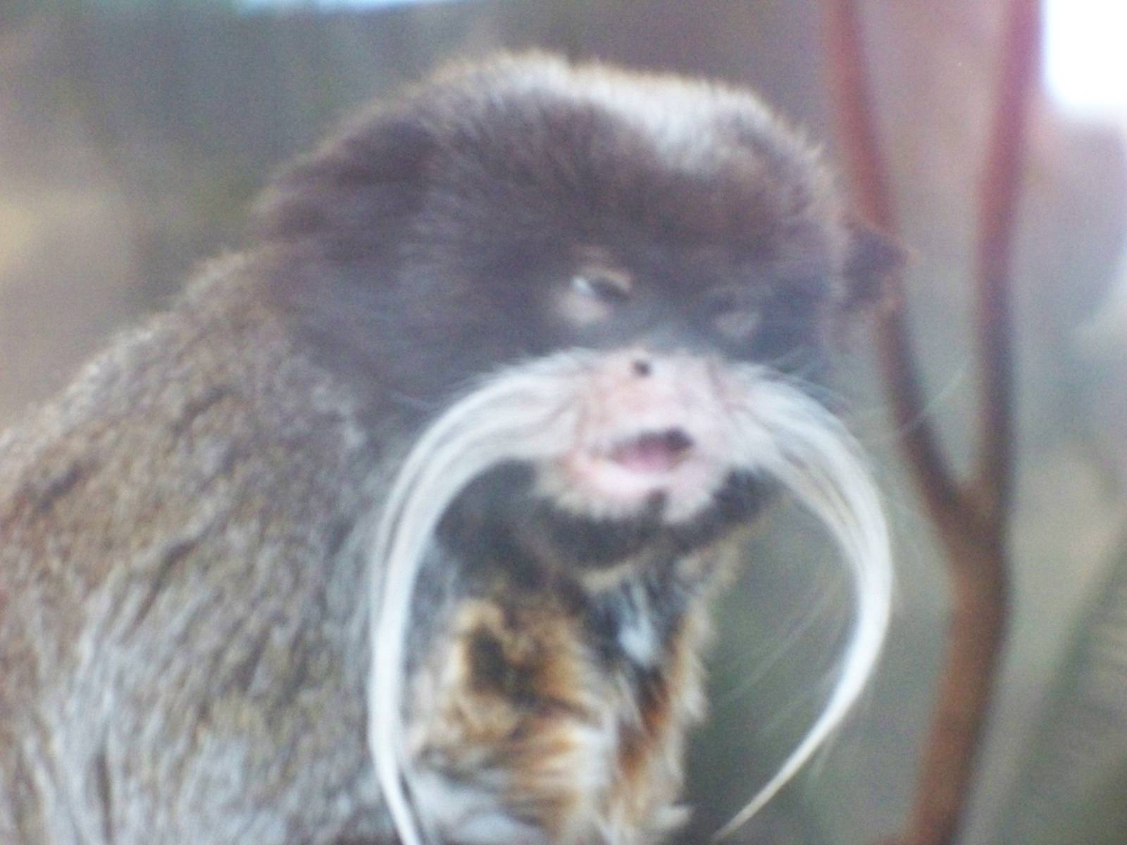 Emperor Tamarin