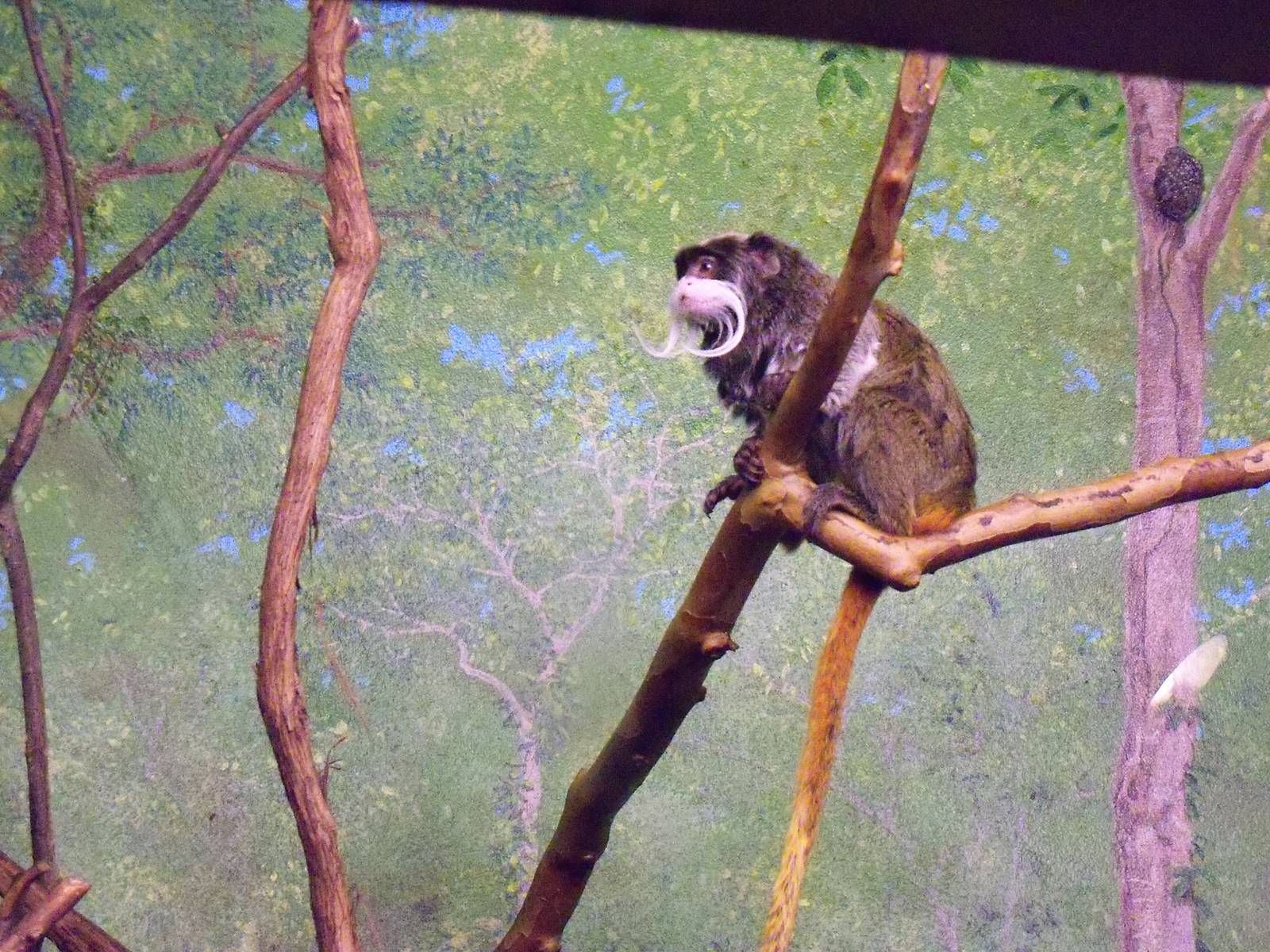Emperor Tamarin