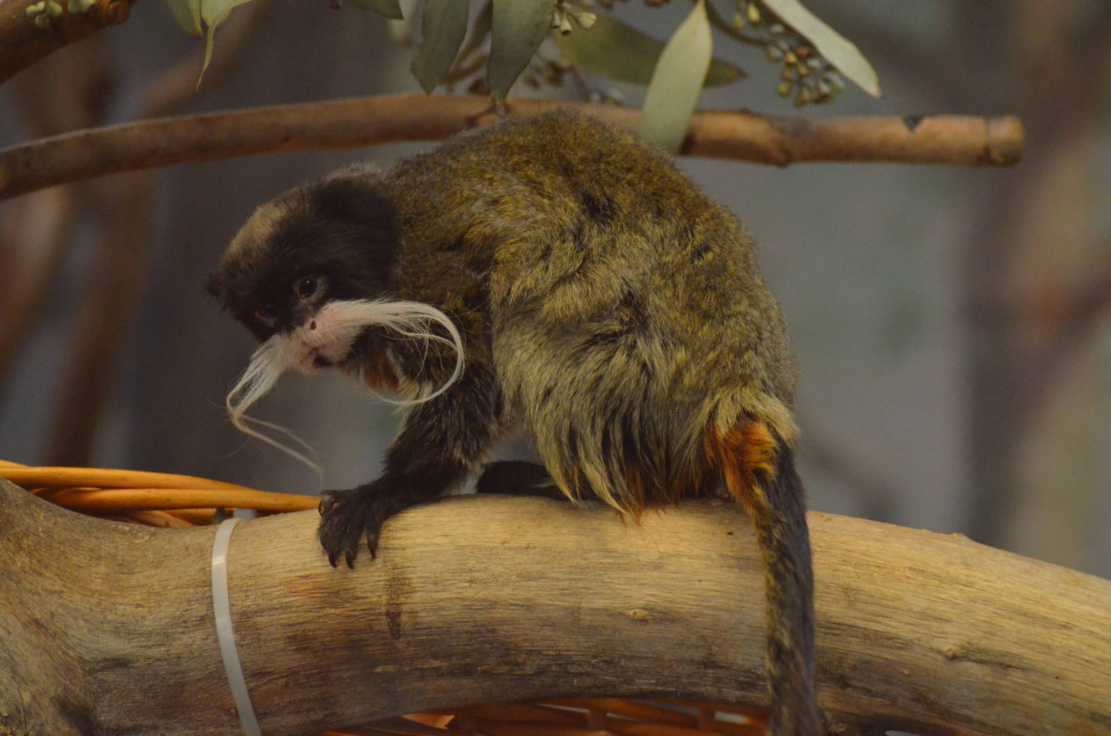 Emperor Tamarin