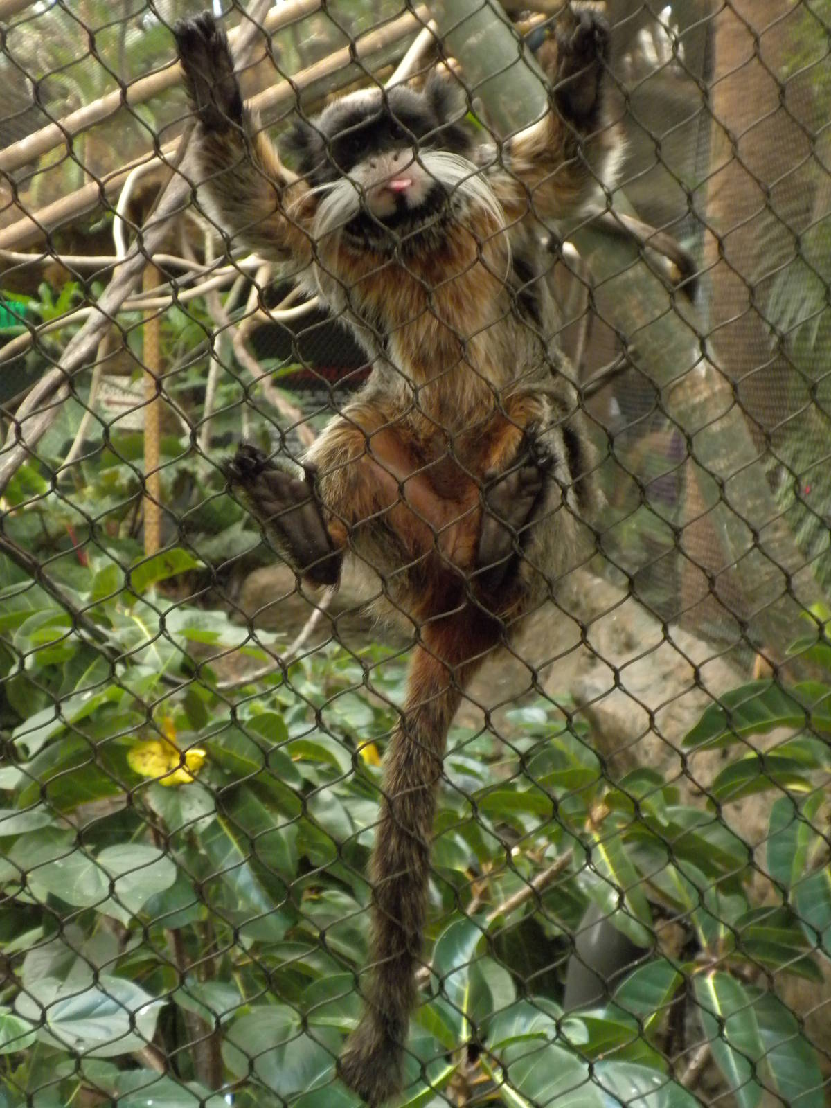 Emperor Tamarin