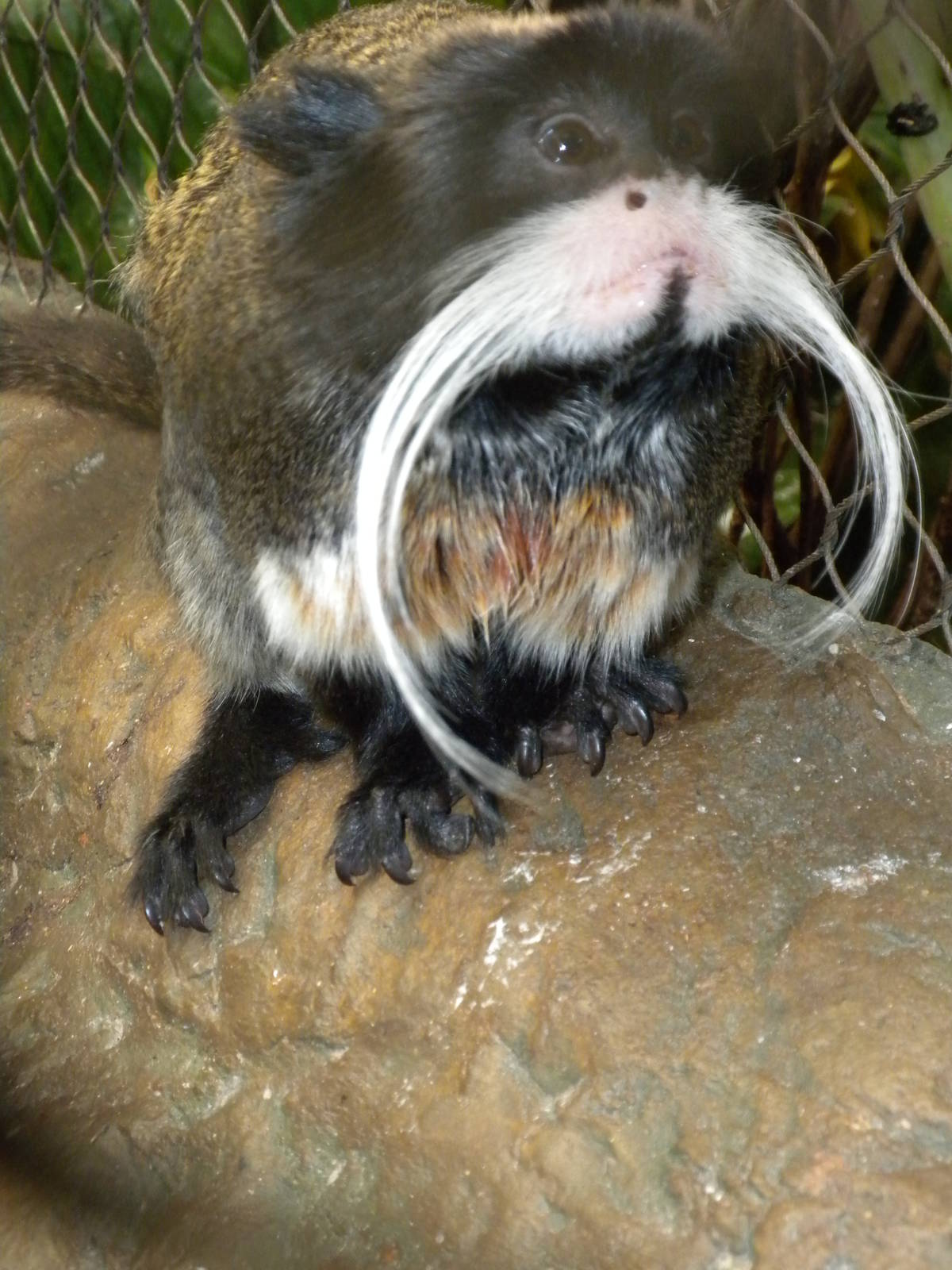 Emperor Tamarin