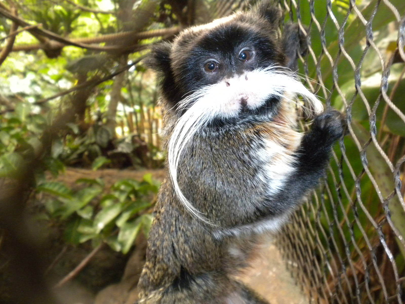 Emperor Tamarin