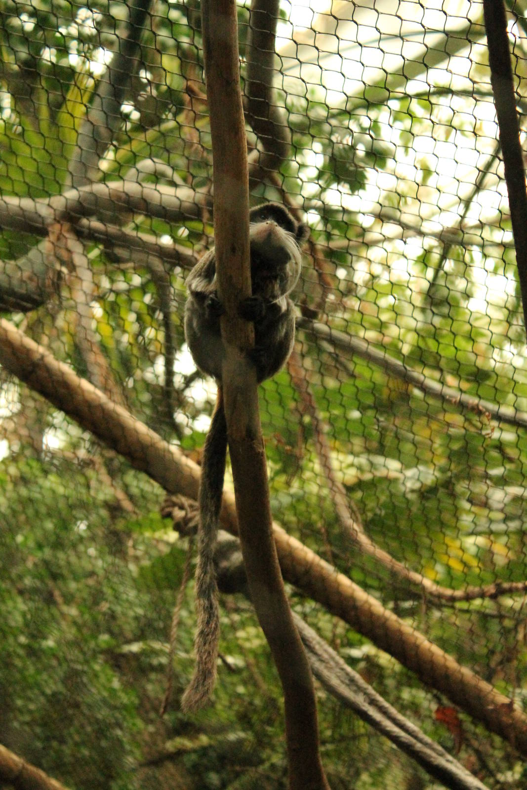 Emperor Tamarin