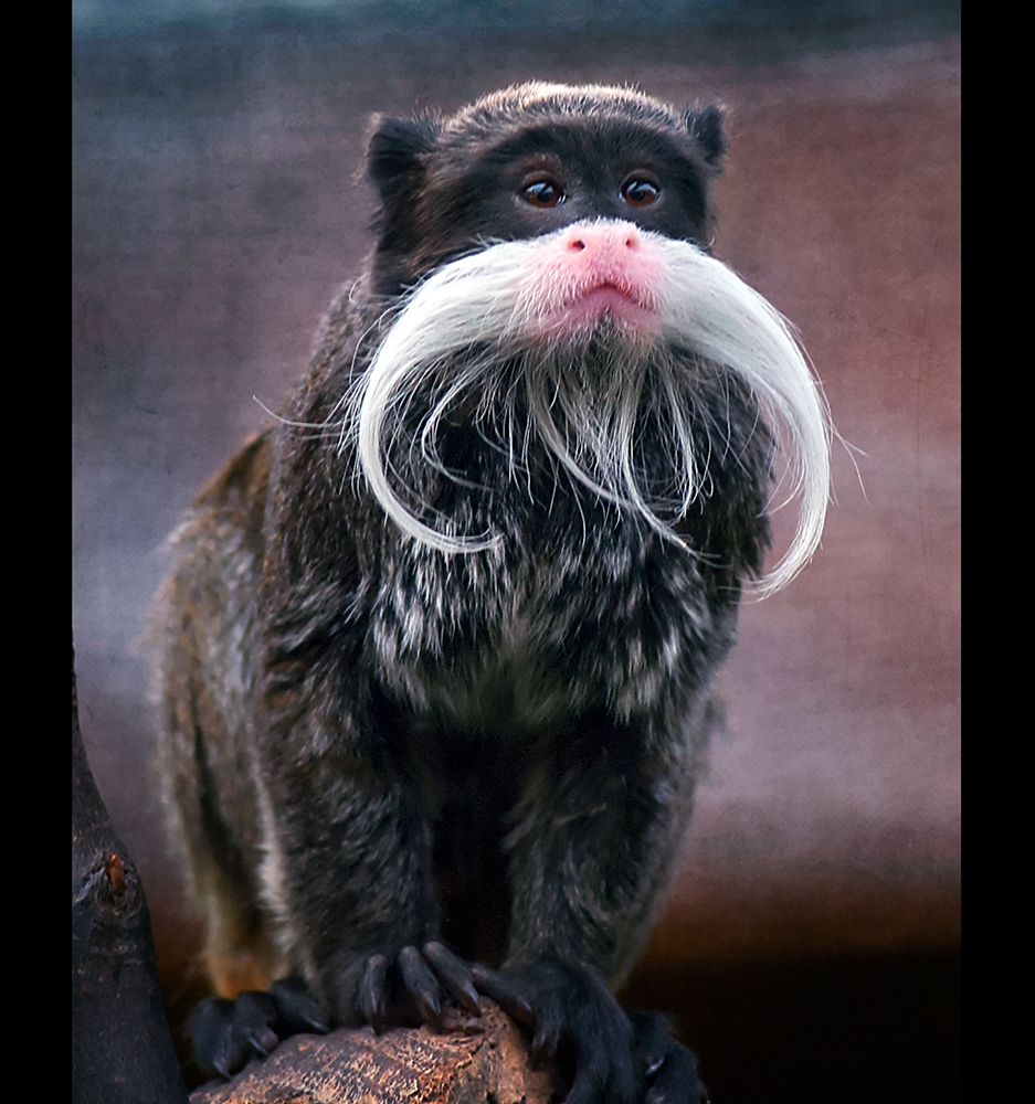 Emperor Tamarin