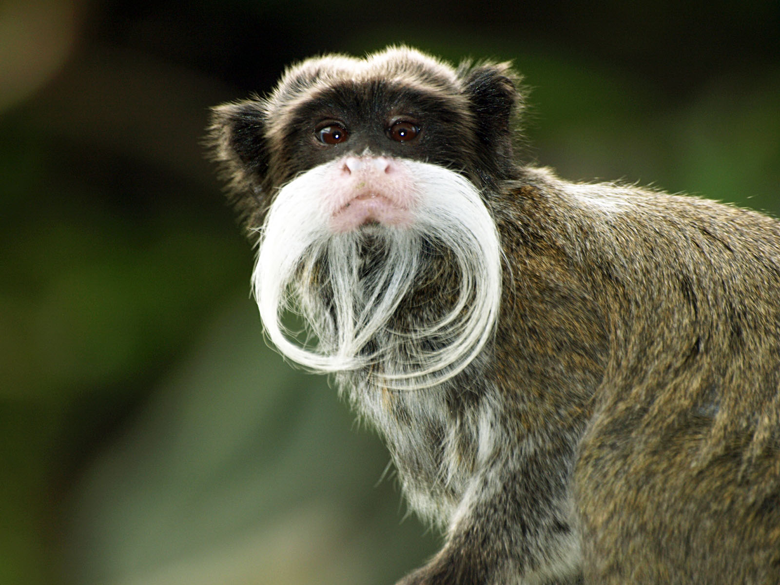 Emperor tamarin