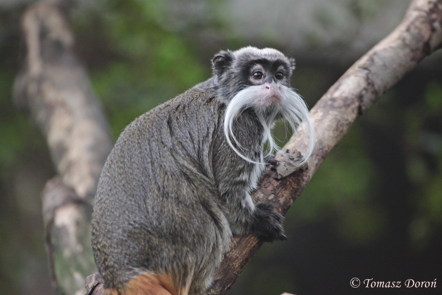 Emperor Tamarin