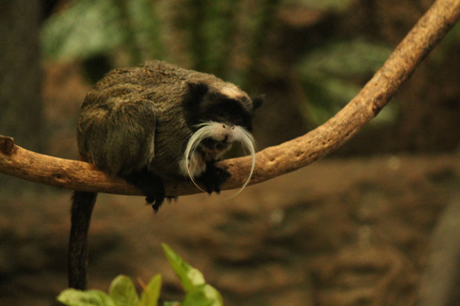 Emperor Tamarin