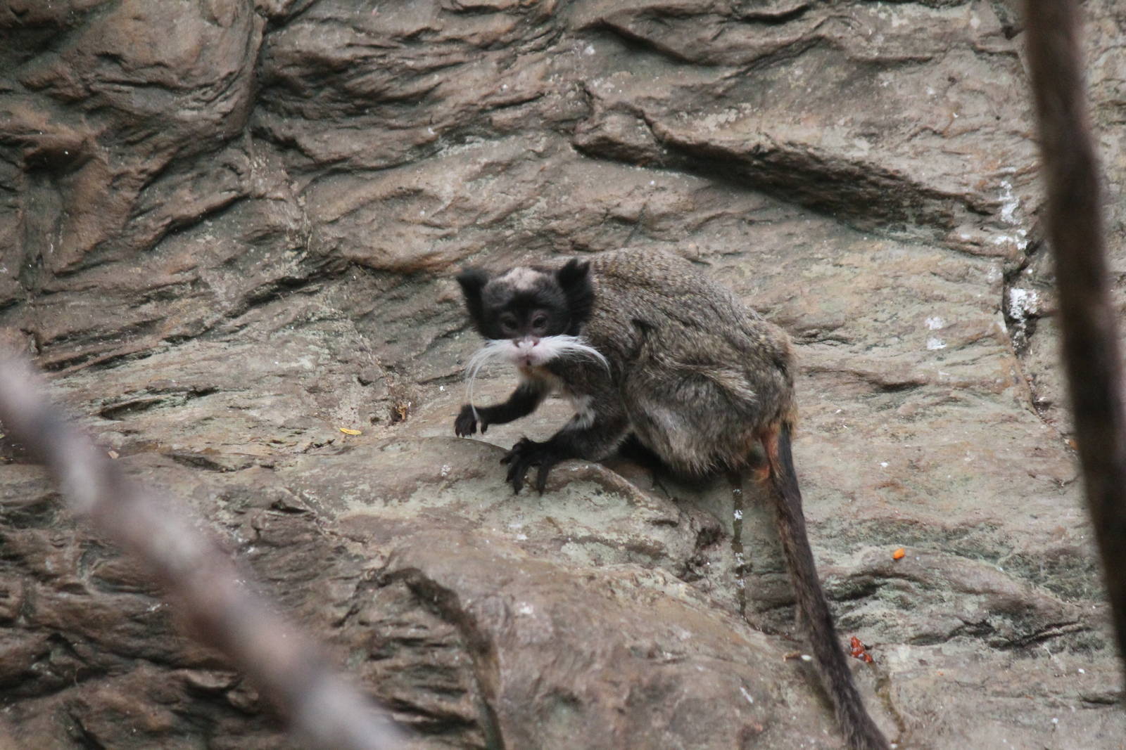Emperor Tamarin