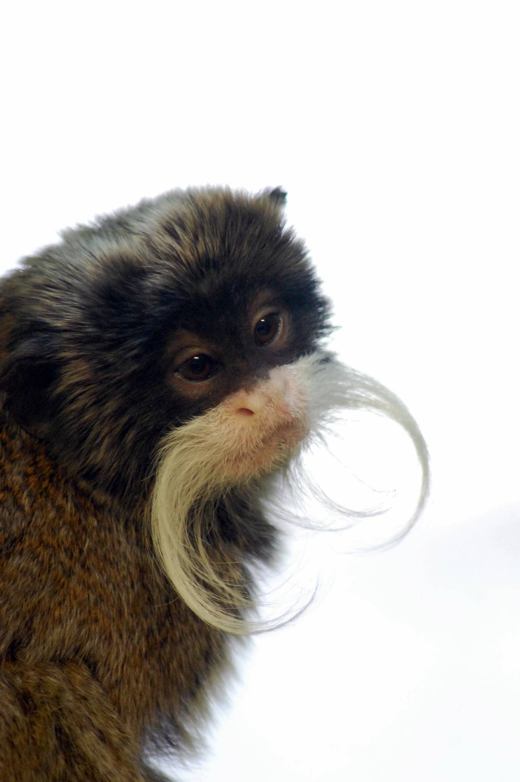 Emperor Tamarin