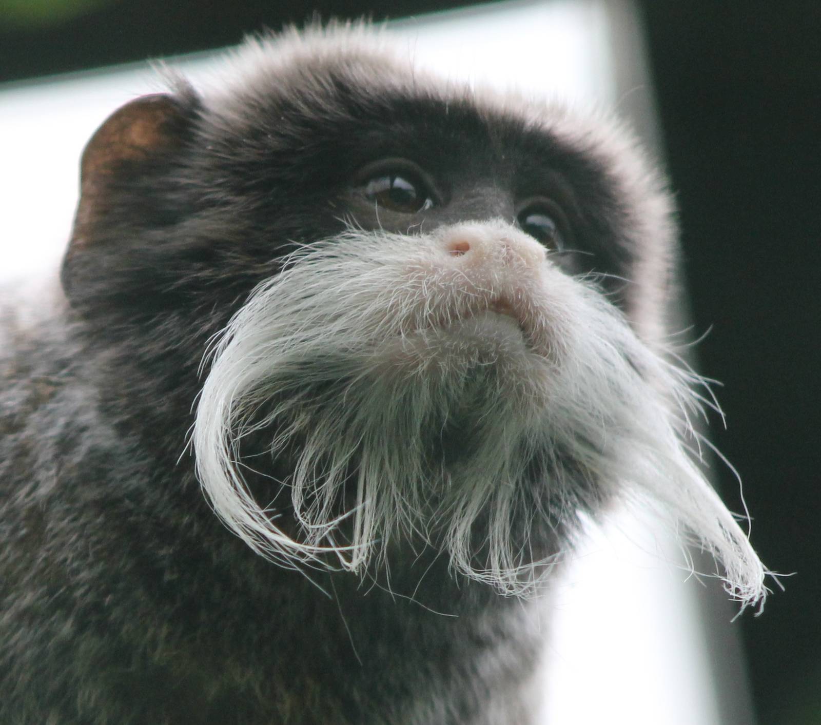 Emperor tamarin