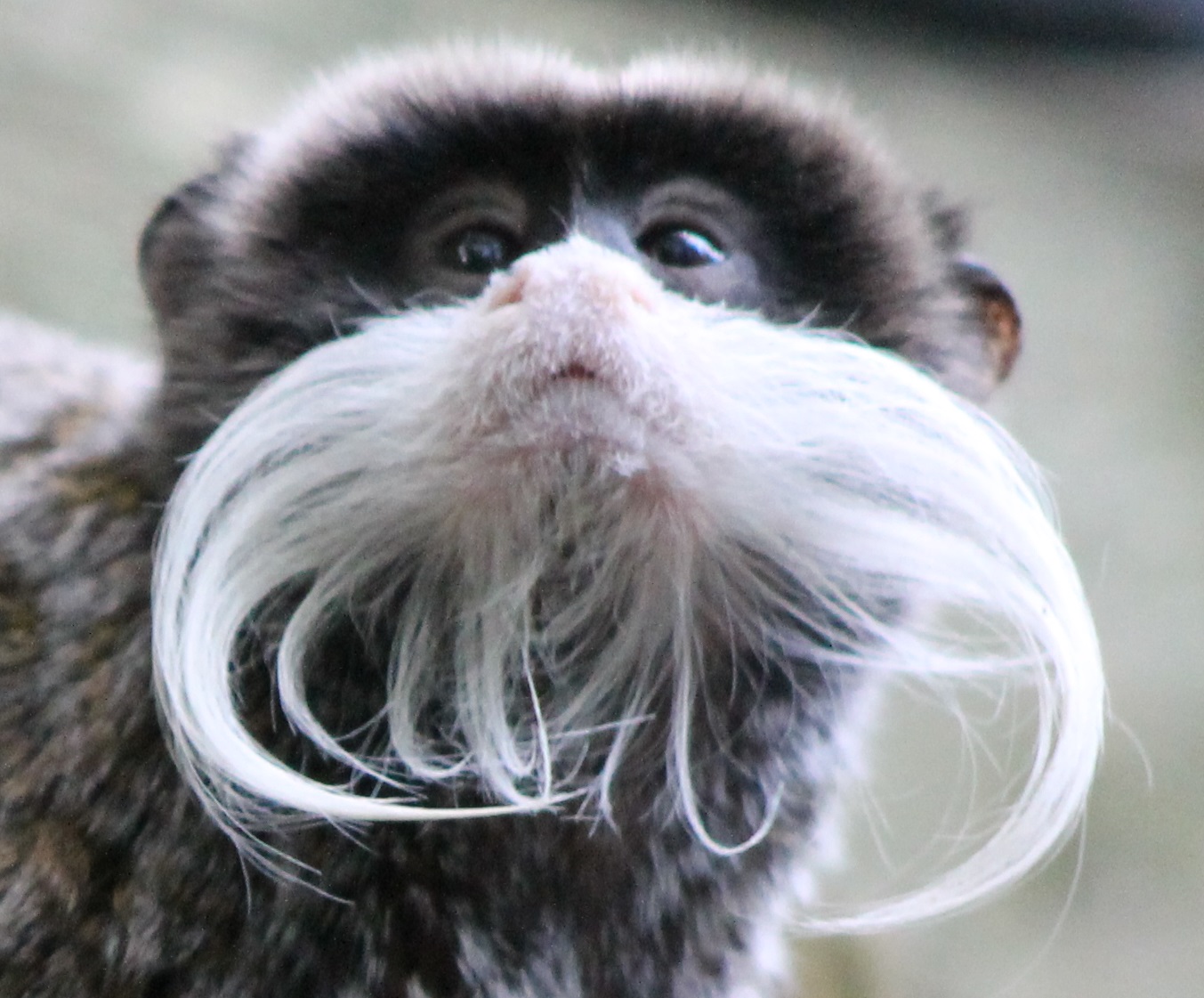 Emperor tamarin
