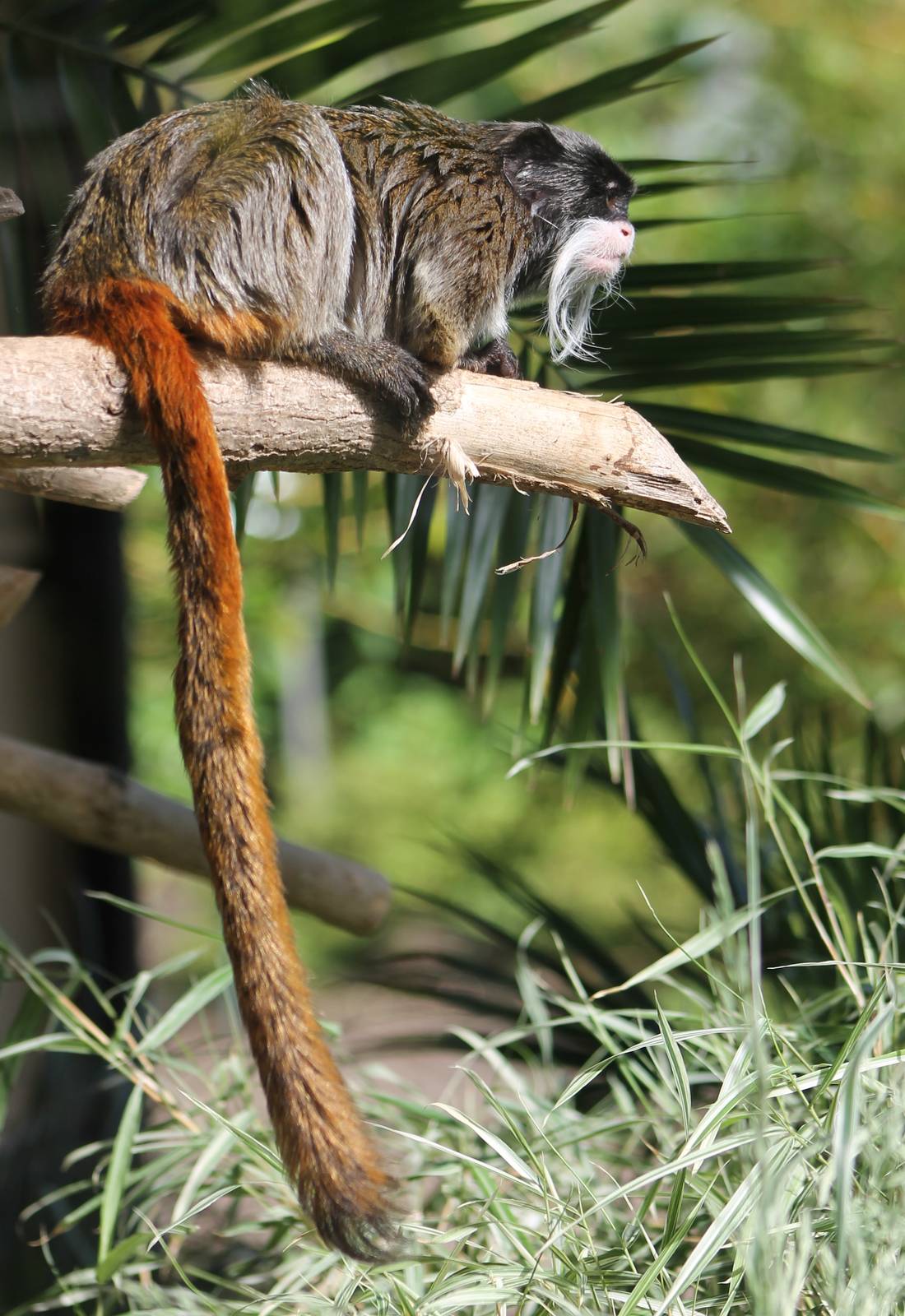 Emperor tamarin