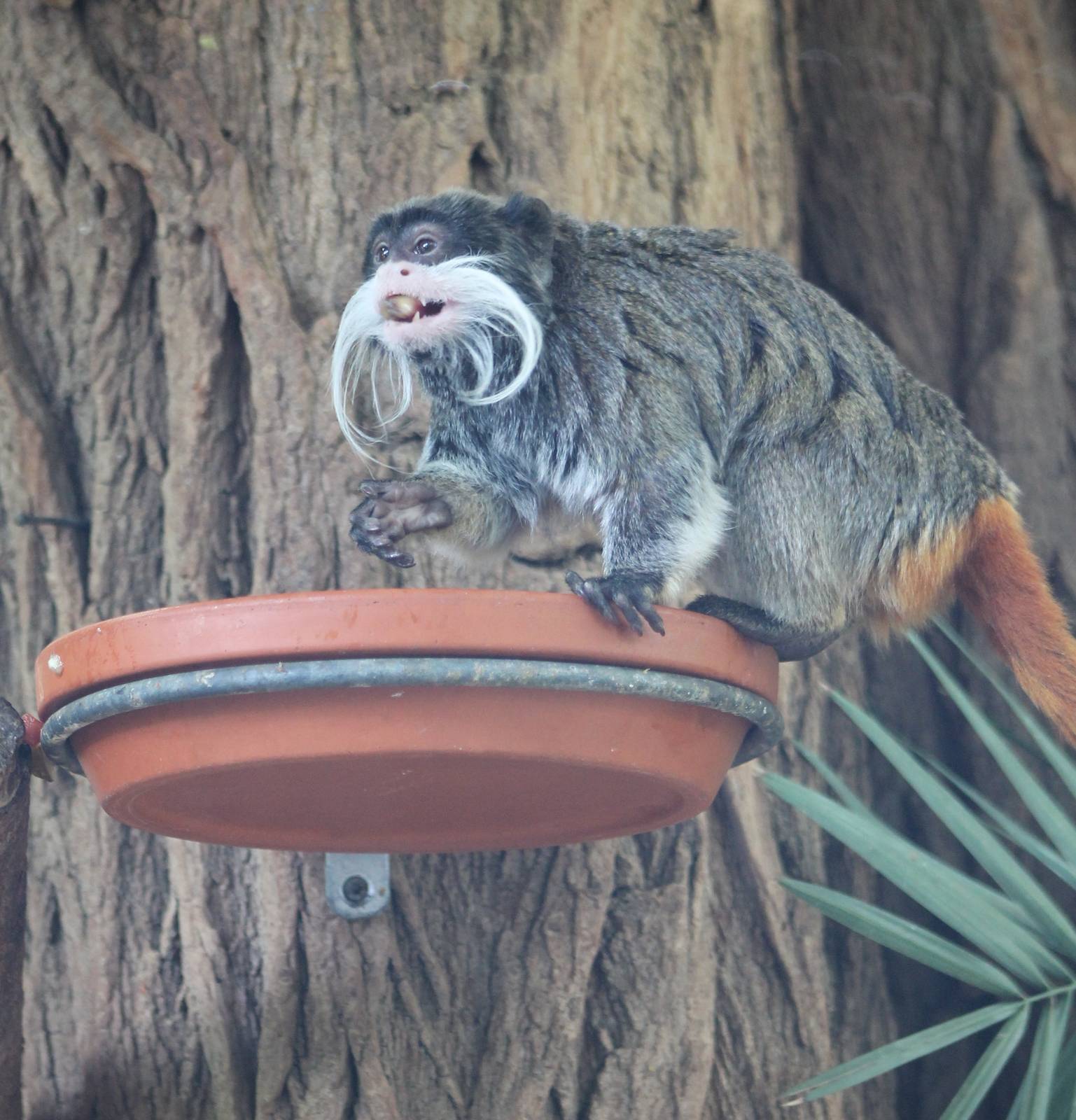 Emperor tamarin