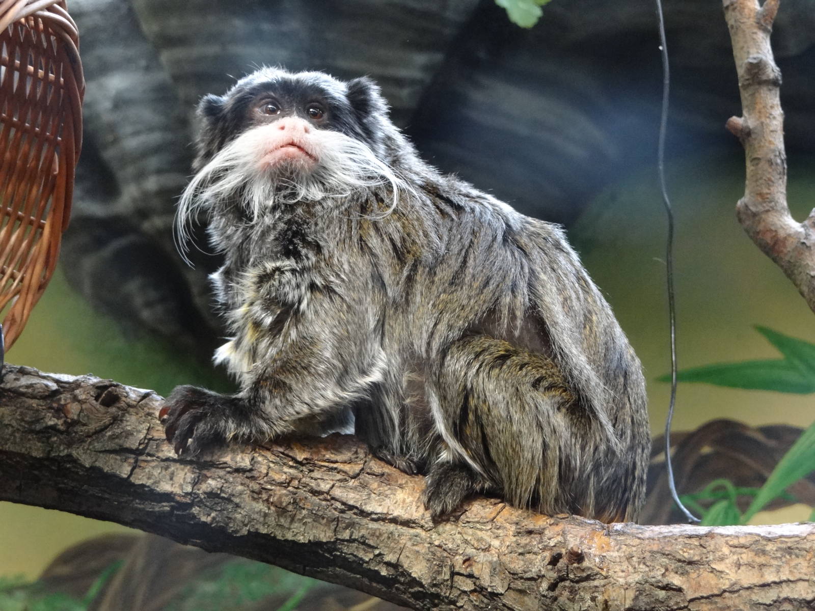 Emperor Tamarin